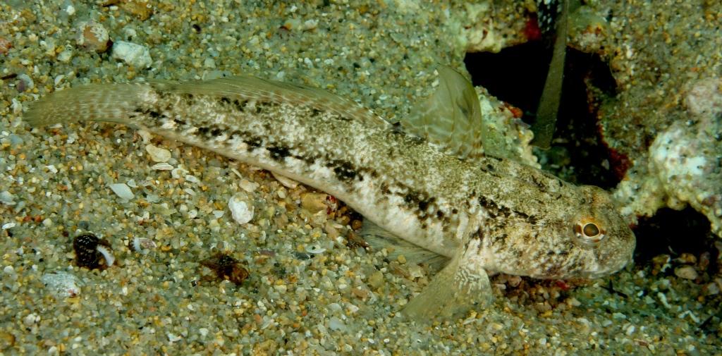 G, geniporus, oppure...?(Gobius niger)